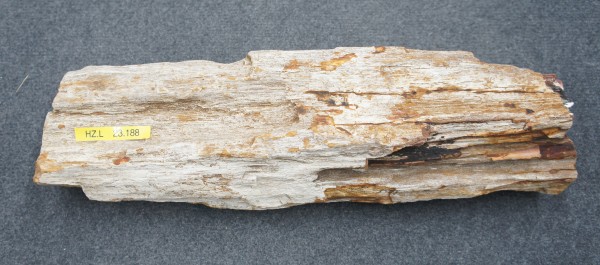 Versteinertes Holz HZL23188