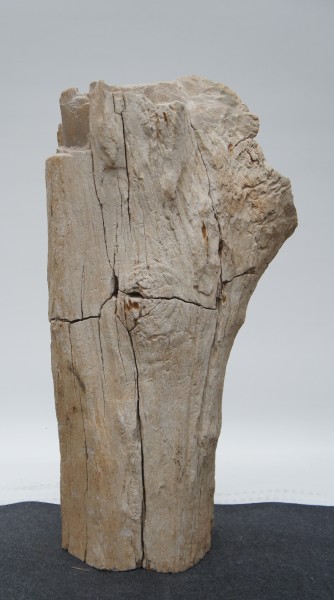 Versteinertes Holz HZ23175
