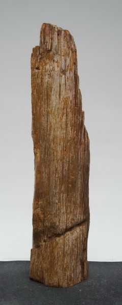 Versteinertes Holz HZ22954