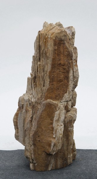 Versteinertes Holz HZ23827