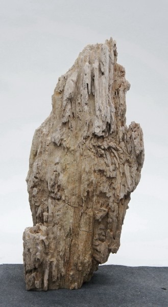Versteinertes Holz HZ23801