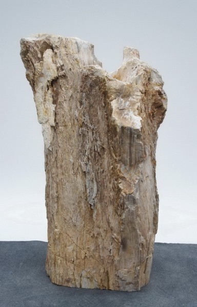 Versteinertes Holz HZ13908