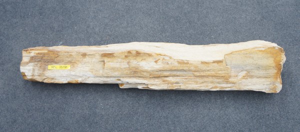 Versteinertes Holz HZL23191
