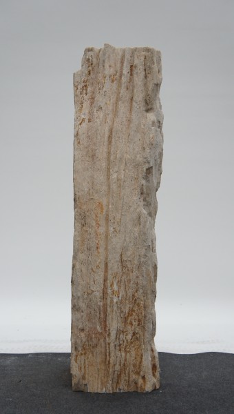 Versteinertes Holz HZ23177