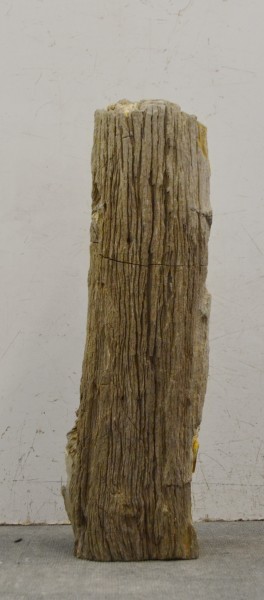 Versteinertes Holz HZ16694