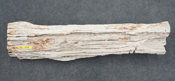 Versteinertes Holz HZL23192