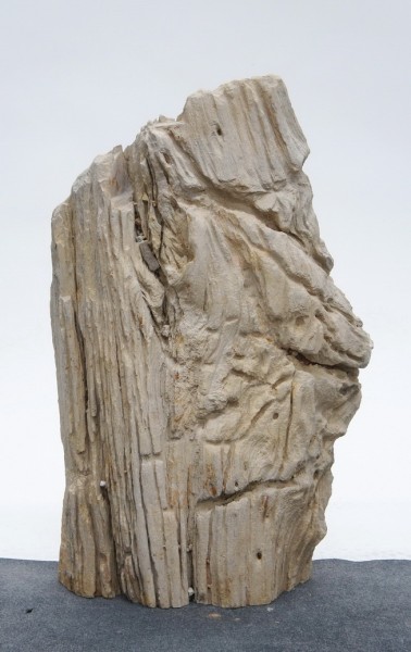 Versteinertes Holz HZ23803