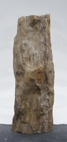 Versteinertes Holz HZ23820