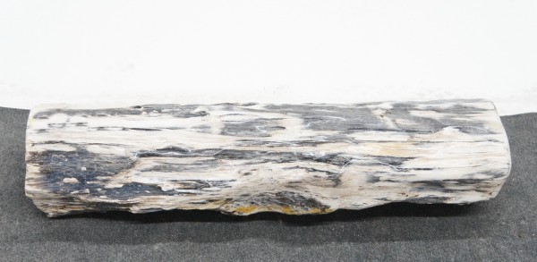 Versteinertes Holz HZ23834