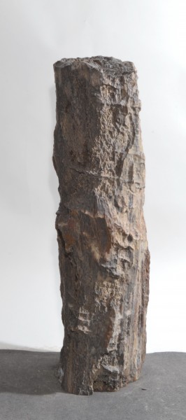 Versteinertes Holz HZ15856