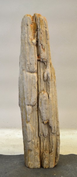 Versteinertes Holz HZ17766
