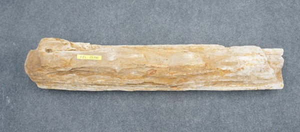 Versteinertes Holz HZL23190