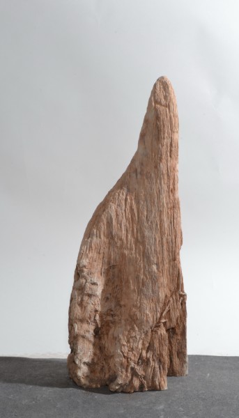 Versteinertes Holz HZ15854