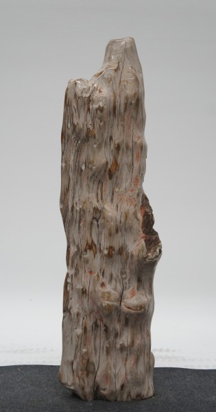 Versteinertes Holz HZ23184