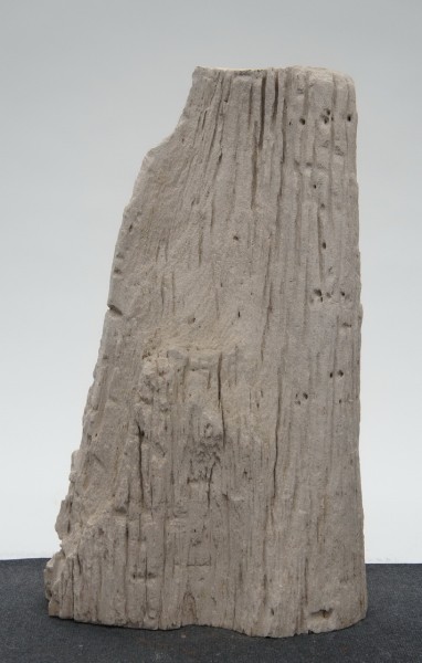 Versteinertes Holz HZ22944