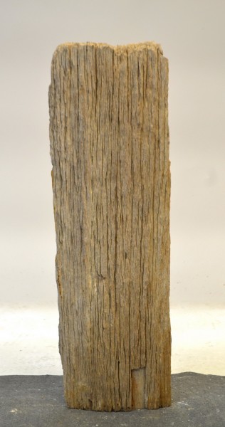 Versteinertes Holz HZ17799