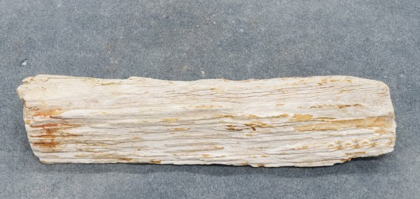 Versteinertes Holz HZ23833
