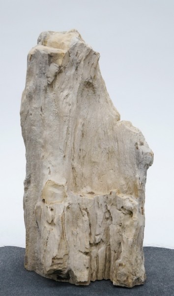 Versteinertes Holz HZ23828