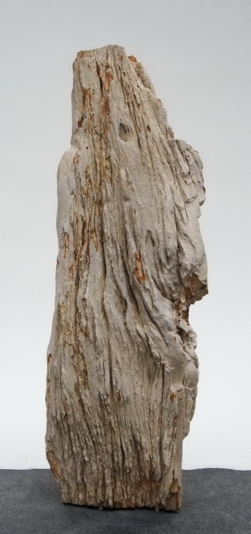 Versteinertes Holz HZ23810