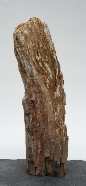 Versteinertes Holz HZ23815