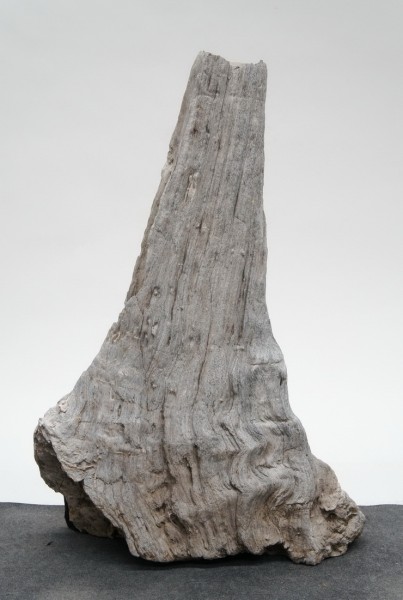 Versteinertes Holz HZ23805