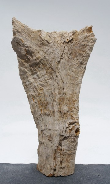 Versteinertes Holz HZ23811